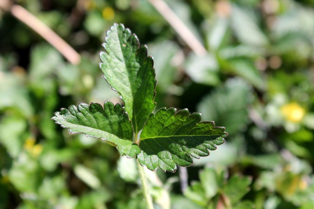 Settimo Rottaro (TO) - Duchesnea indica